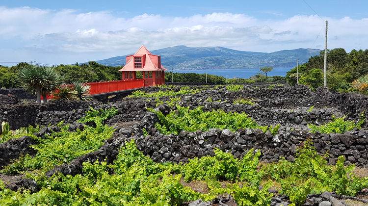 Carolina's Deal: Pico & São Miguel Food & Wine Adventure Carolina's Deal: Pico & São Miguel Food & Wine Adventure