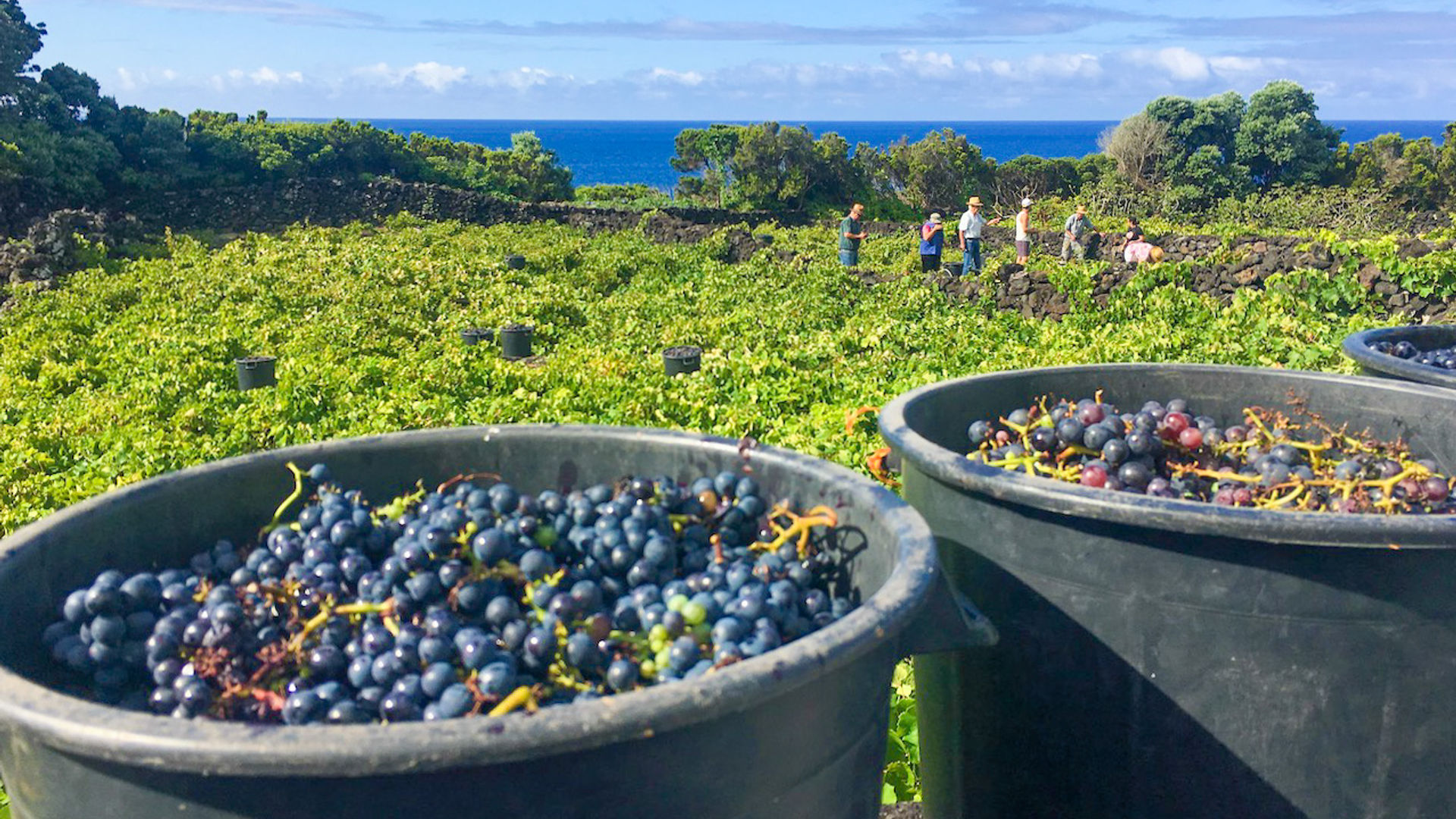  Exclusive Pico Island Wine Culinary Retreat