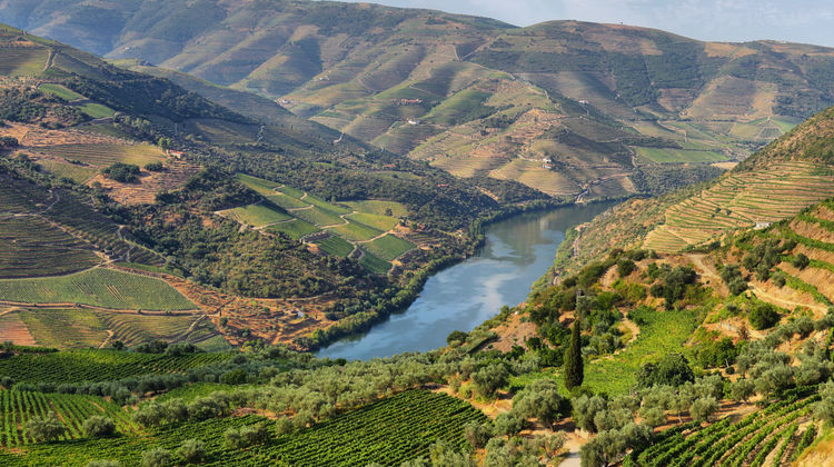 Douro Vineyards