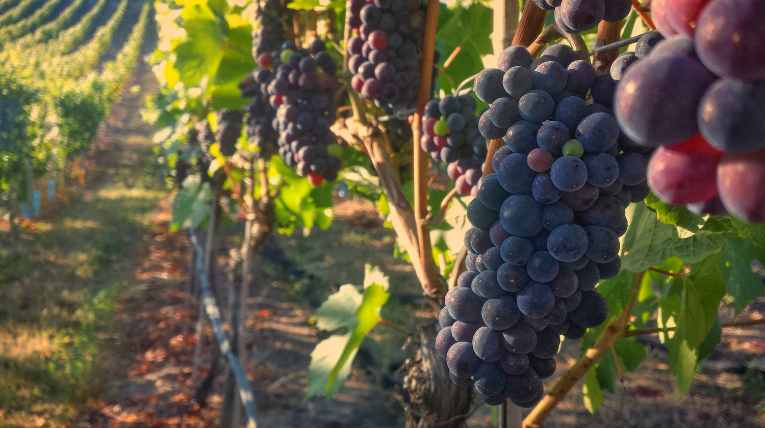 Portuguese Vineyards