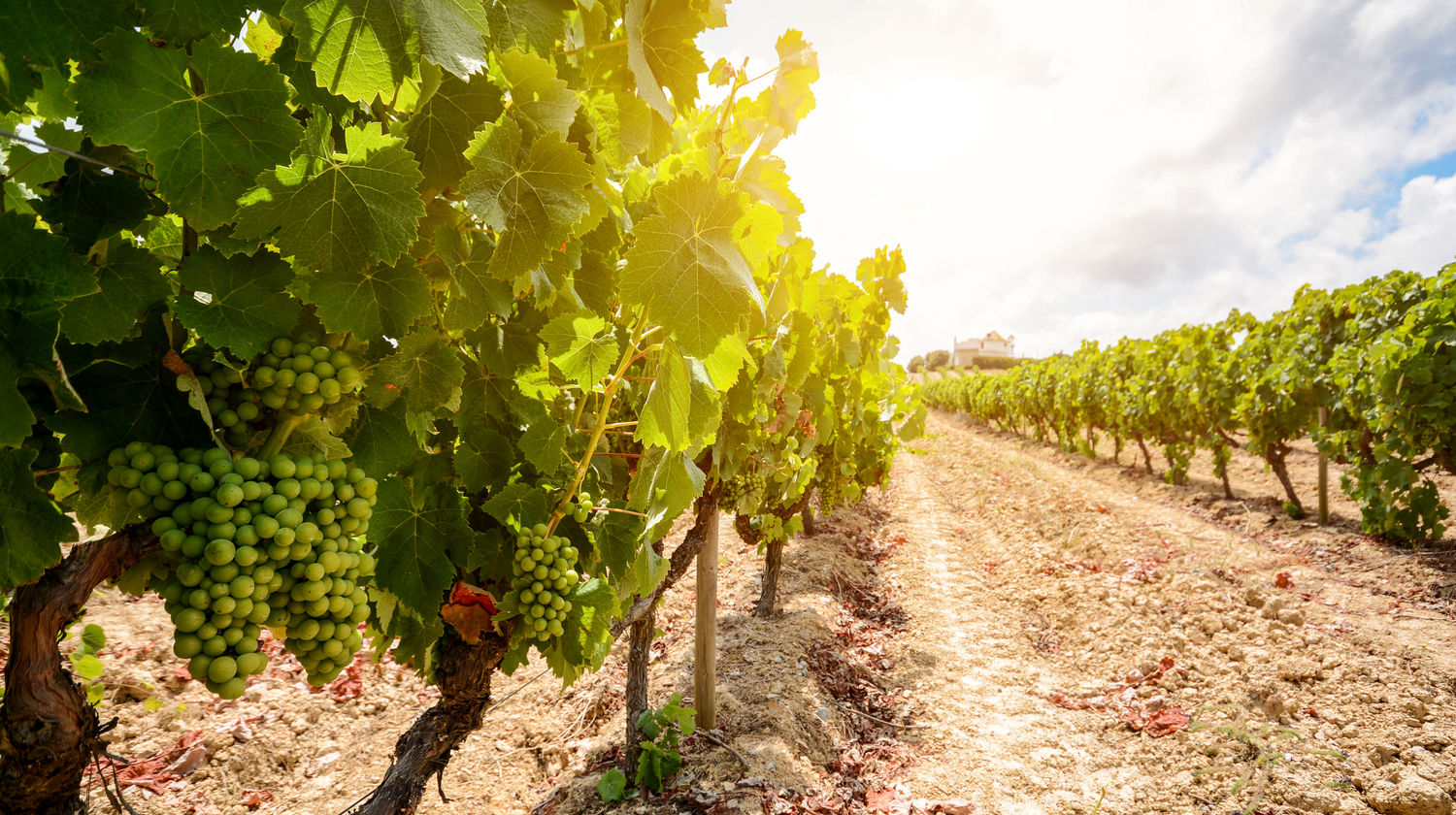 Portuguese Vineyards