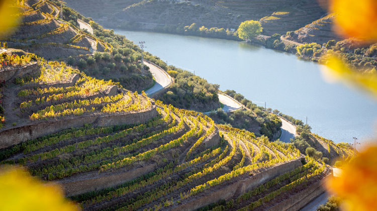 Vineyards along the Douro Valley (day trip included in this package)