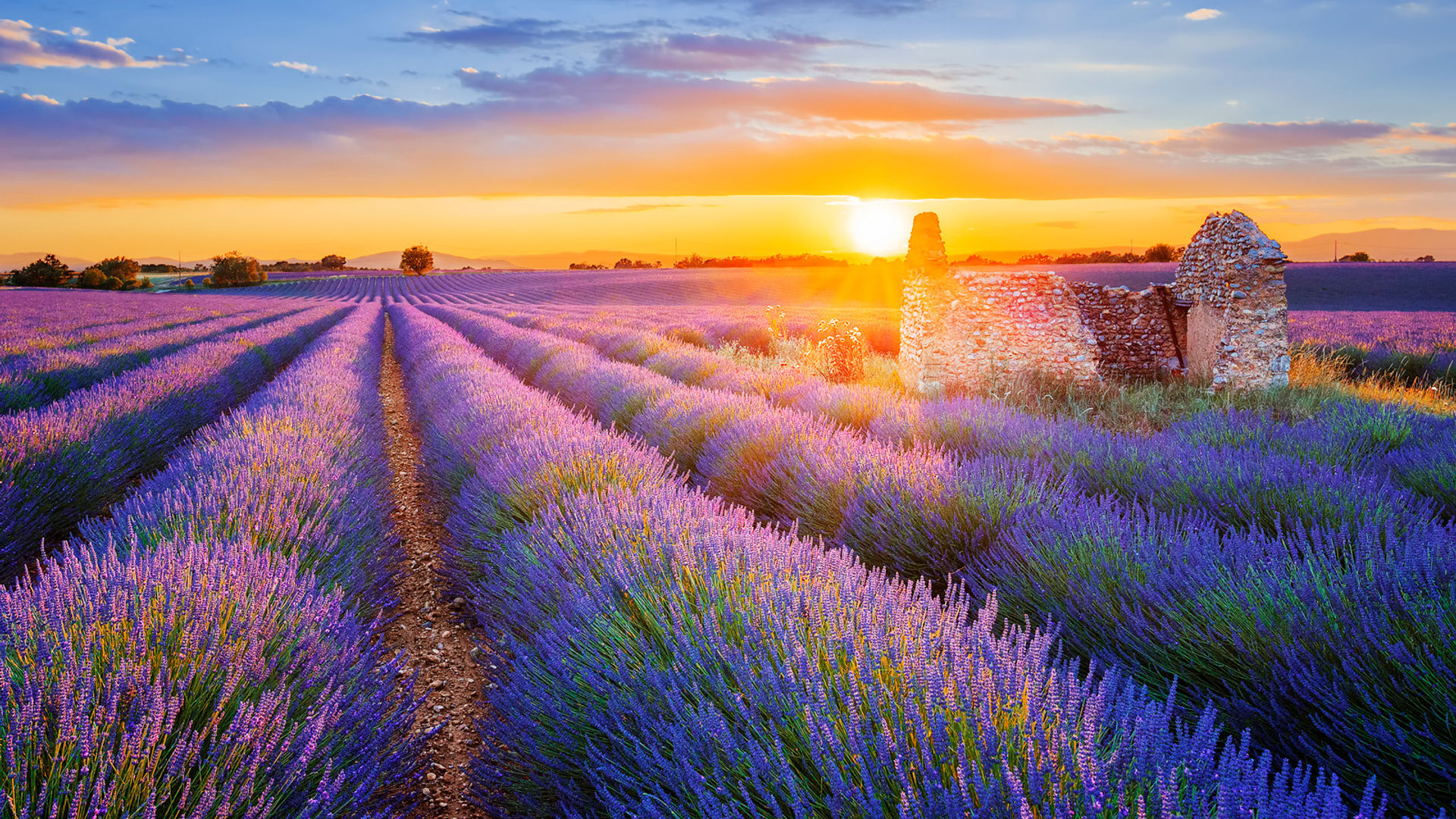Valensole Lavender Fields Provence