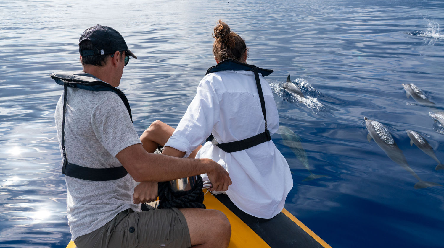 Whale & dolphin watching, São Miguel Island