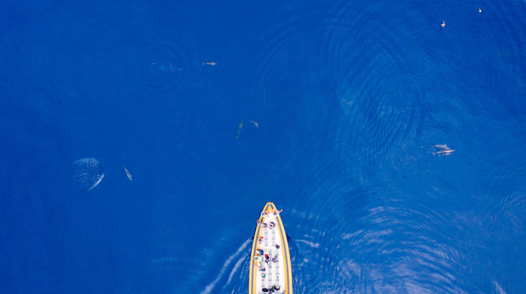 Whale Watching, São Miguel Island