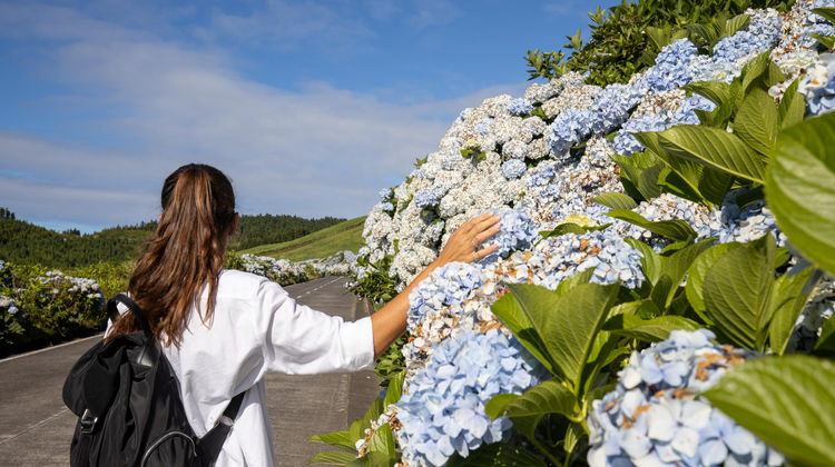 Hydrangeas in Sete Cidades, São Miguel Island