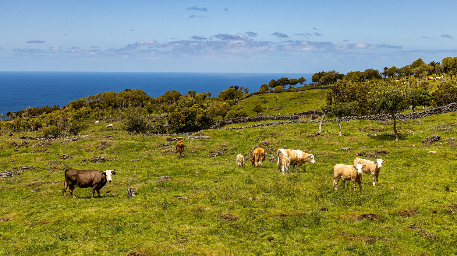 <b>Monday: Full-Day Van Tour Lakes & Volcanoes with Lunch (Included)</b>