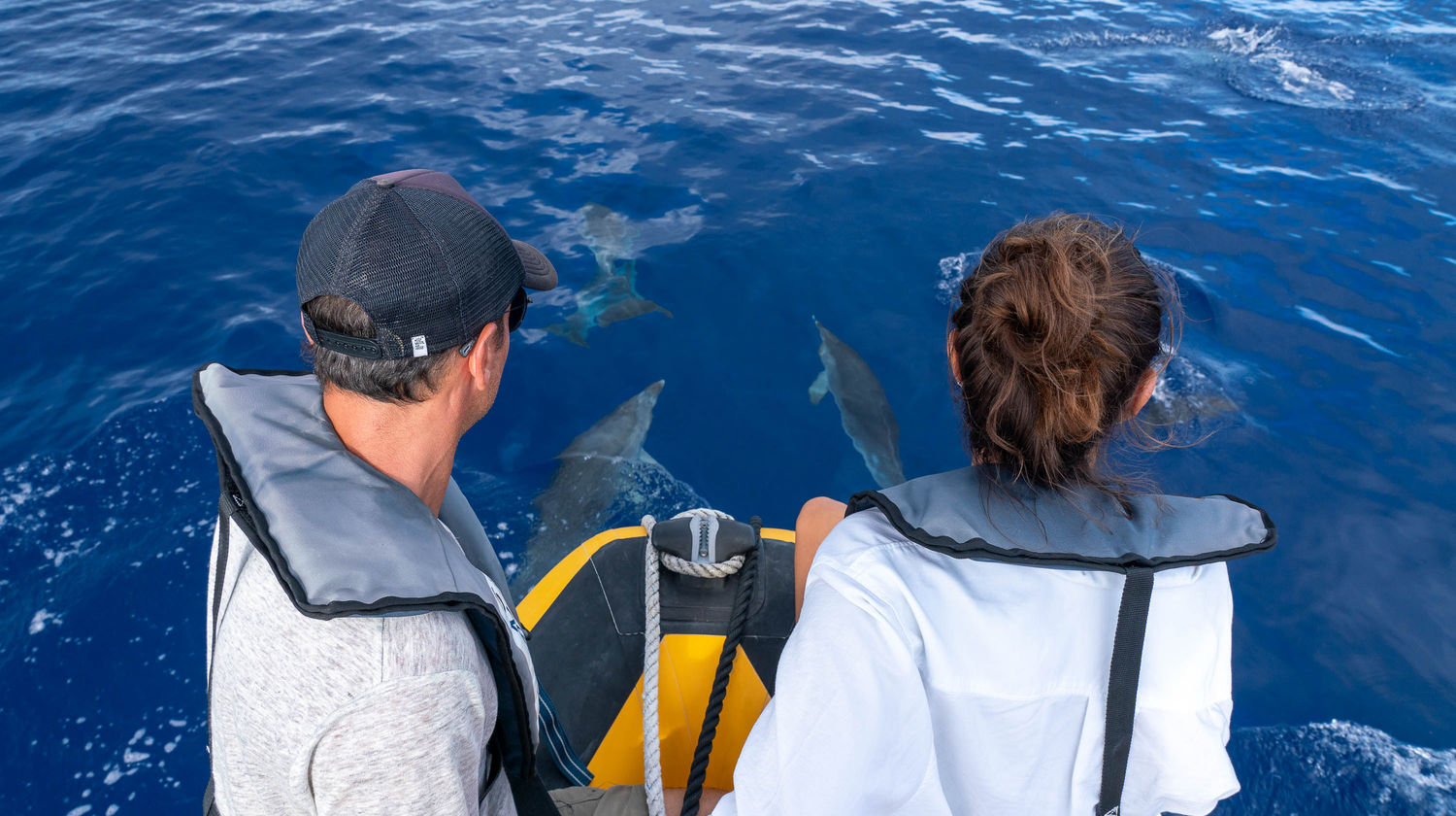 <b>Whale & Dolphin Watching (Included) </>