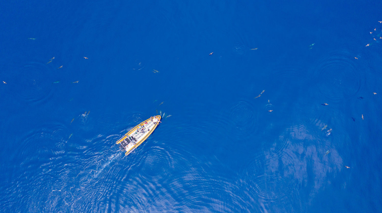 Whale Watching, São Miguel Island