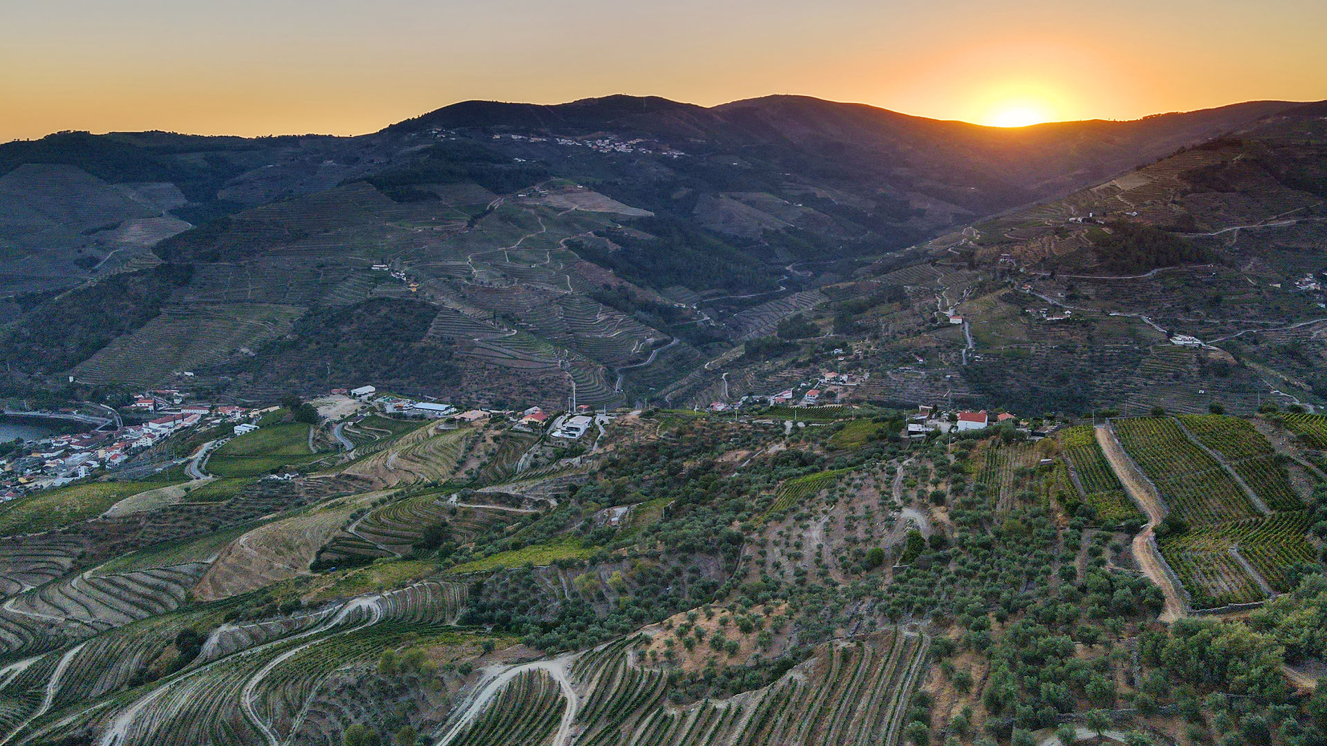 Douro Vineyards