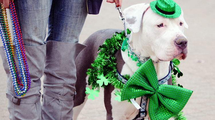 St. Patricks Day Parade, Dublin, Ireland