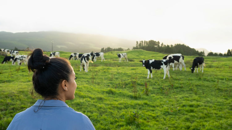 Local Dairy Farm, Terceira Island