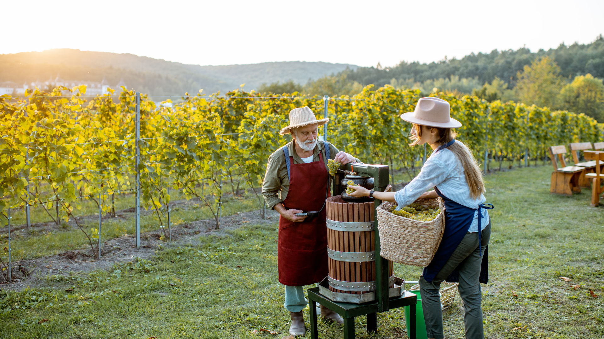 Tuscany Vineyards