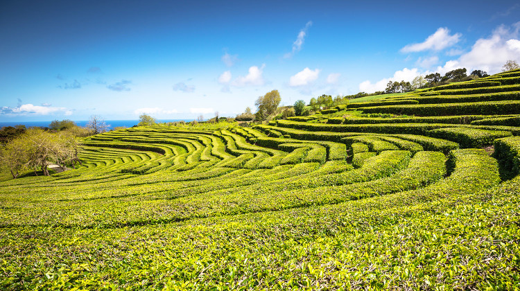 Azores, São Miguel - Tea Plantion