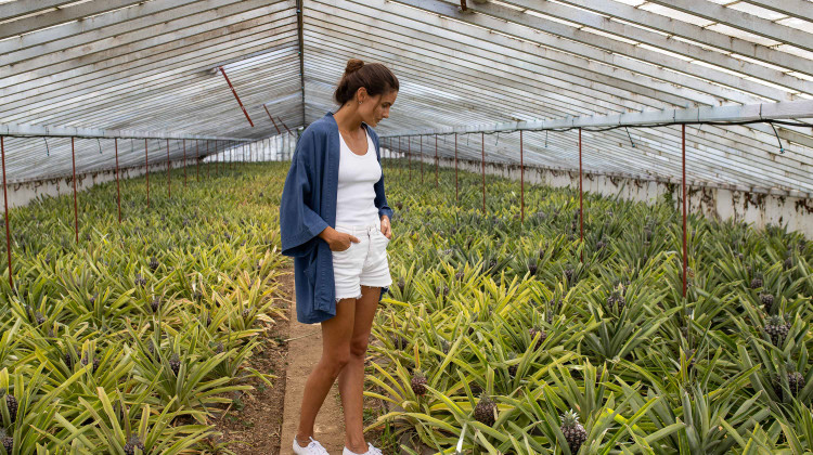Pineapple Greenhouse