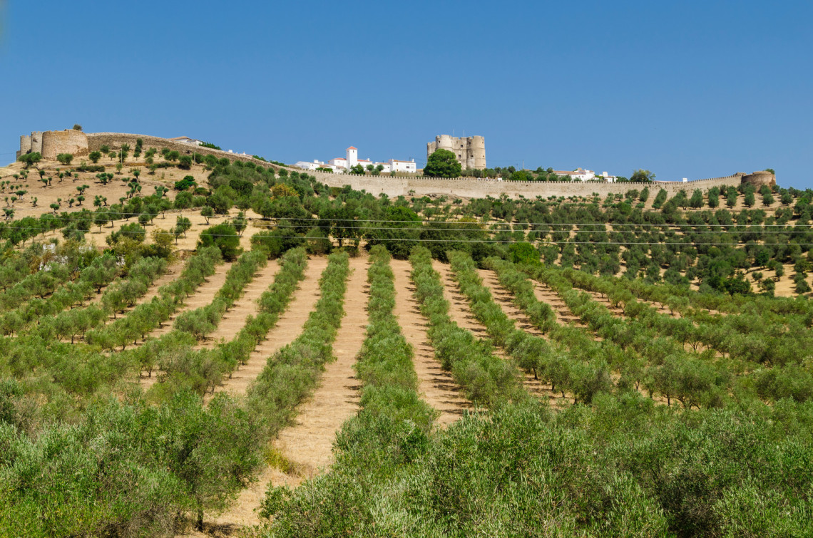 Castelo de Évora Monte ( Evoramonte Castle) Portugal Evoramonte and olive tree in portugal