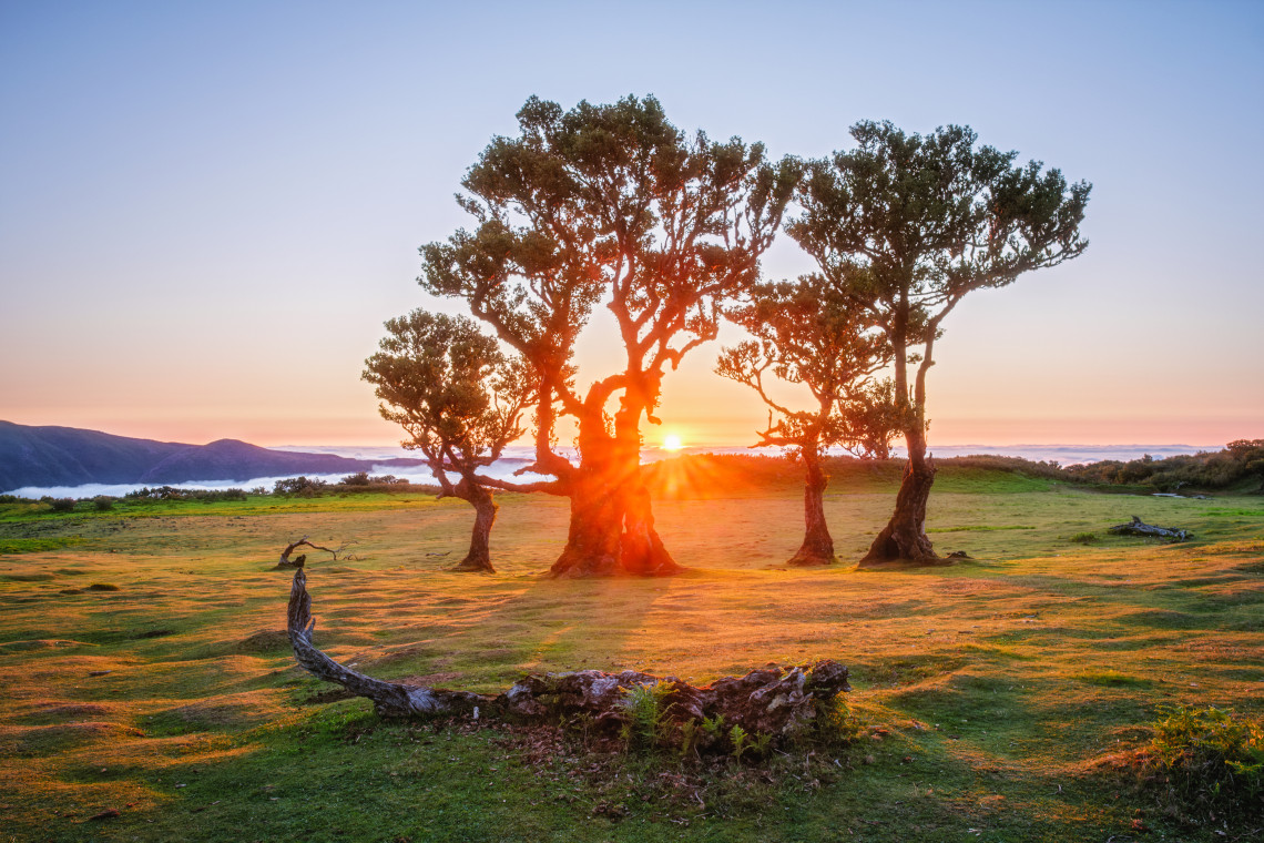 Sunrise behind ancient laurel trees in the Fanal Forest, Madeira Island, with golden light casting shadows on the mossy ground and mountain views in the distance.