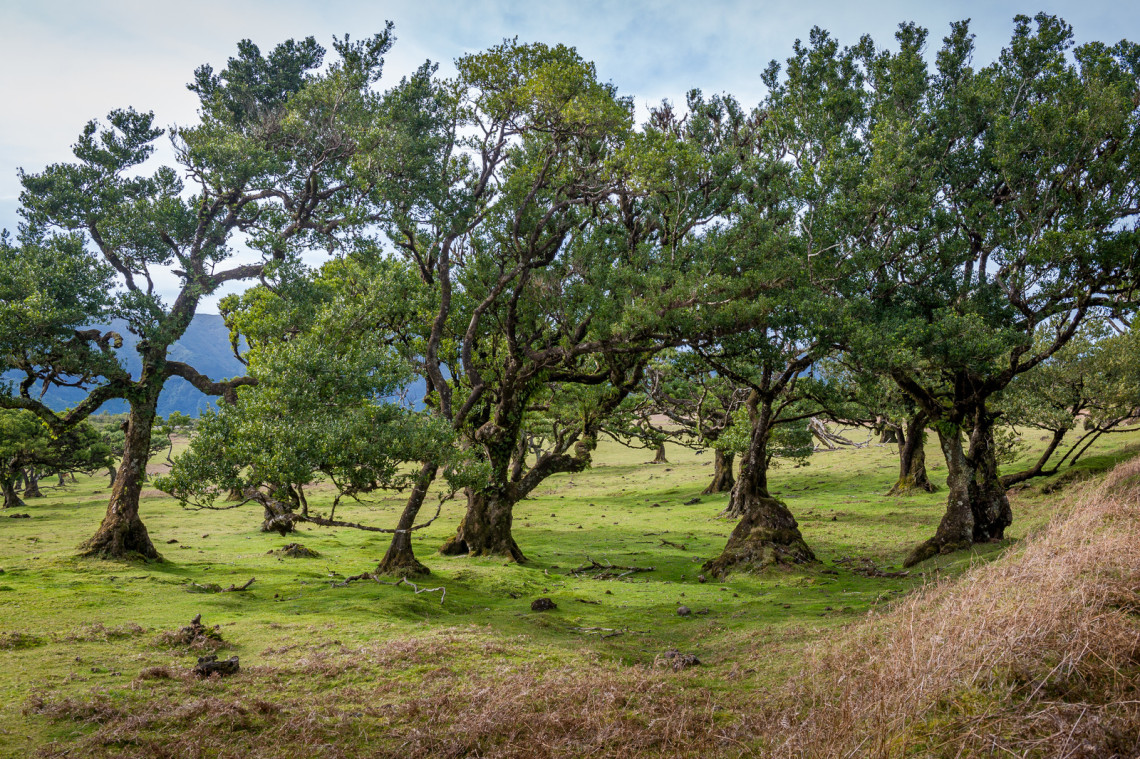 Curved trees of Fanal forest national park at Madeira island