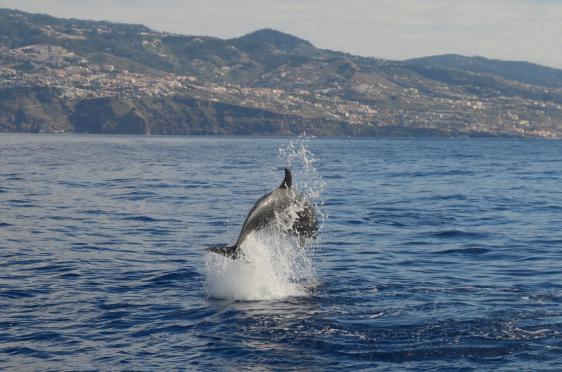 Three different dolphin species and lots of sea birds today! - Azores Whales