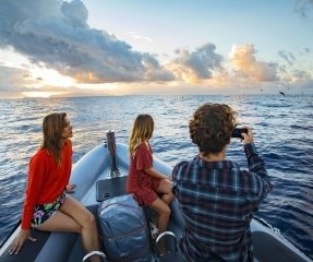 whale-and-dolphin-watching-in-madeira-island-portugal