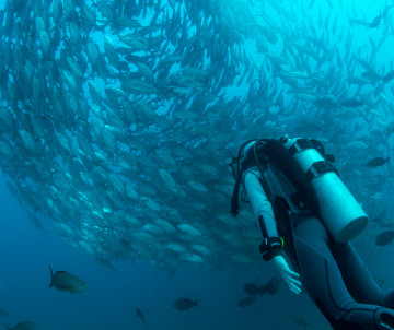 diving-scuba-azores-archipelago-islands-island-destination-portugal-europe