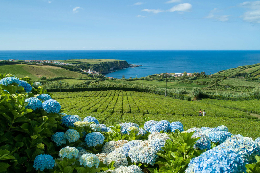 Tea Plantation View in Porto Formoso – São Miguel, Azores Scenic view of a tea plantation in Porto Formoso, São Miguel Island, Azores, with vibrant hydrangeas in the foreground and the Atlantic Ocean in the distance — a popular stop on group sightseeing tours.