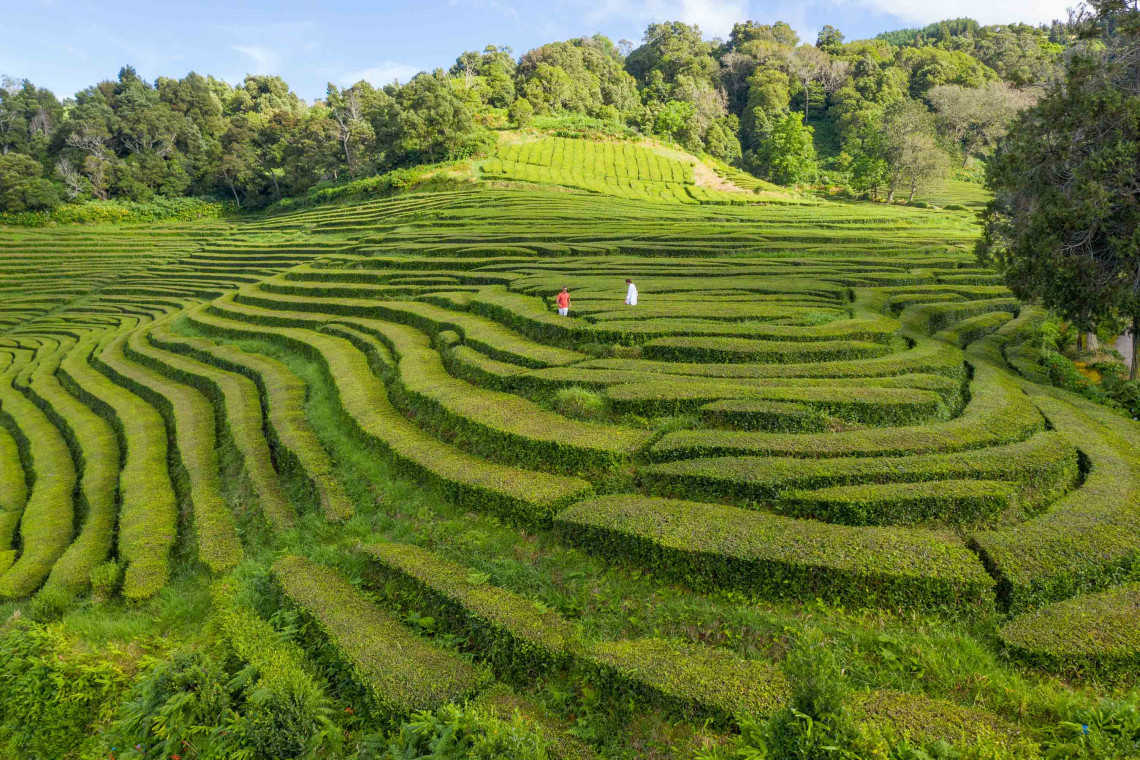 Gorreana Tea Plantation – São Miguel Island, Azores Aerial view of the lush green terraced fields at Gorreana Tea Plantation on São Miguel Island, Azores, with visitors walking between rows — a popular cultural stop on guided group tours.