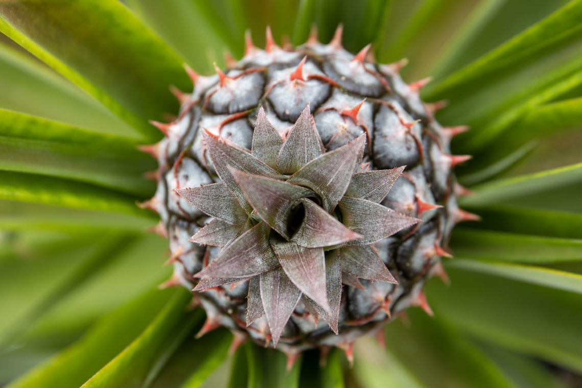 pineapple-plantation-crown-são-miguel-island-azores-islands-destinations-portugal-fruit