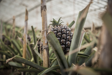 Herdade do Ananás na Ilha de São Miguel, Açores