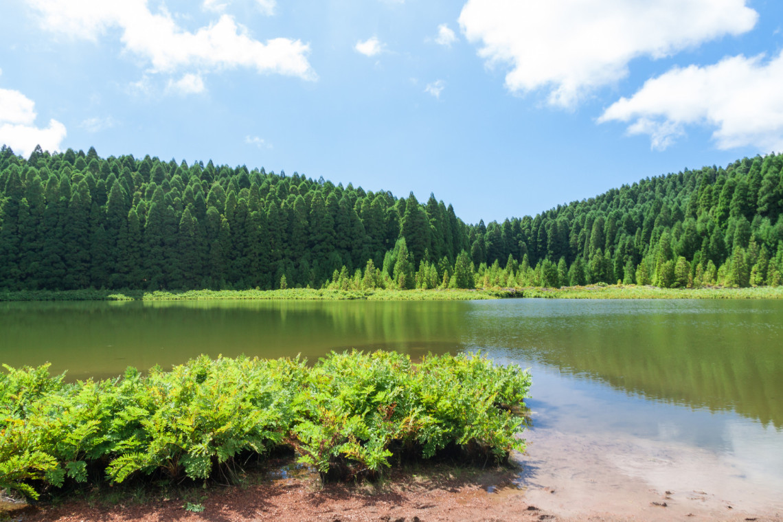 Lagoa do Canário - Serene Forest Lake in São Miguel, Azores Lagoa do Canário surrounded by lush forest under a blue sky on São Miguel Island, Azores.