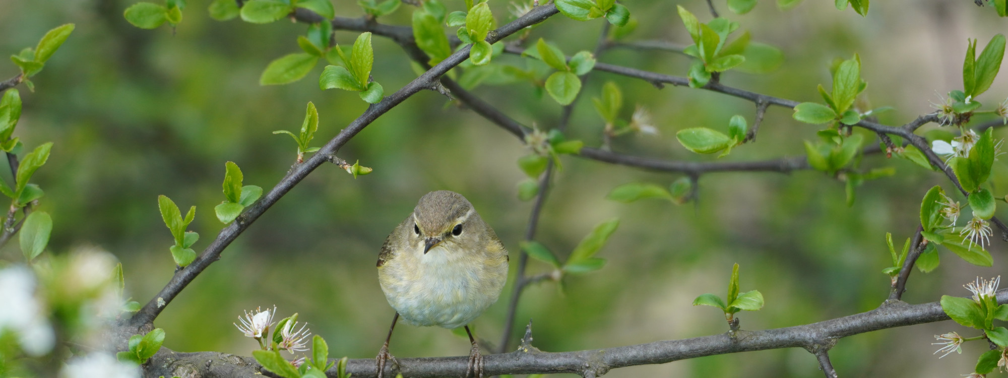Bird Watching in the Azores: The Ideal Locale for Your Next Vacation birds-ocean-birdwatching-corvo-island-azores-archipelago-islands-travel-experiences
