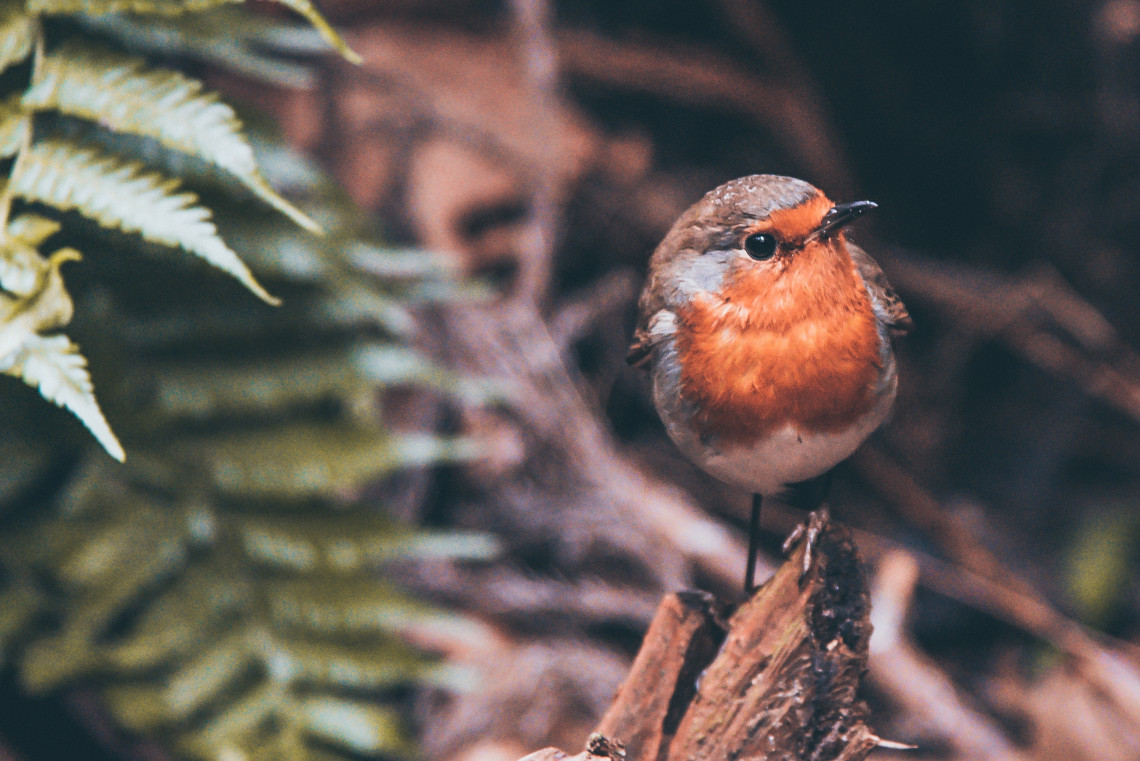 Bouvreuil des Açores Jouet réaliste en feutre Oiseau vivant uniquement aux  Açores. Oiseau à feutrer. Animal à feutrer réaliste. Le cadeau parfait pour  l'observation des oiseaux. -  France