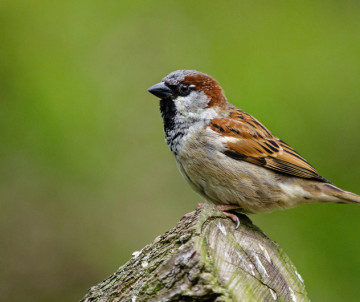 A male house sparrow perches on a weathered wooden post on Corvo Island in the Azores, Portugal. The close-up shows its brown plumage, grey crown and distinctive black throat markings.
