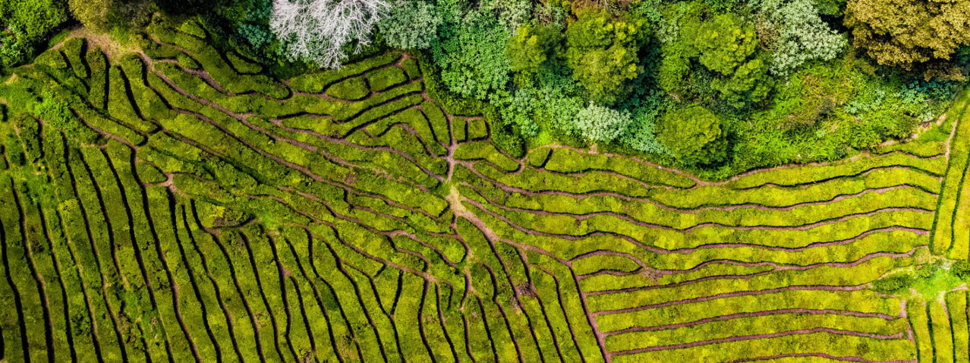 Gorreana Tea Plantation in São Miguel Island, Azores Gorreana Tea Plantation in São Miguel Island, Azores