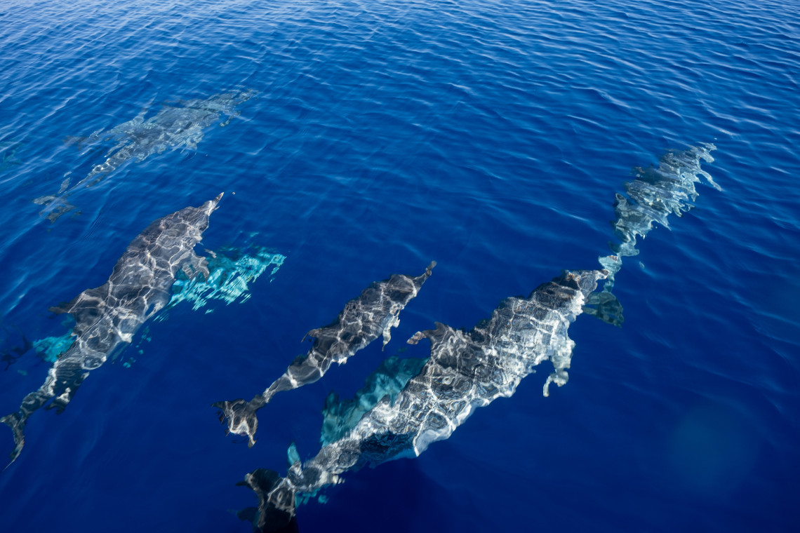 Observação de Baleias e Golfinhos na Ilha de Santa Maria, Açores