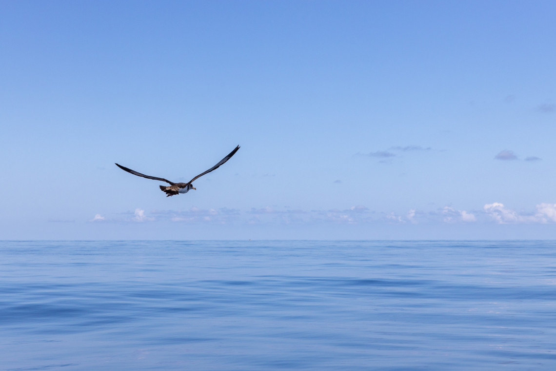 Cagarro na Ilha de Santa Maria, Açores