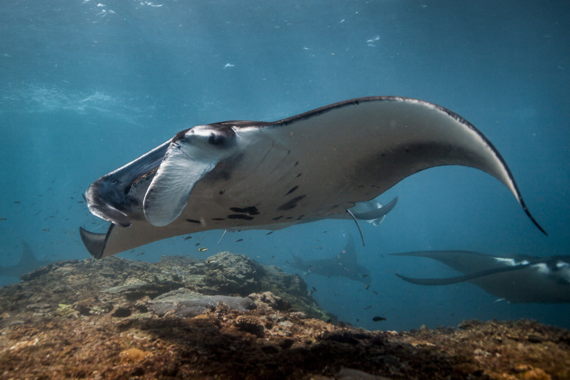 Nadar com Jamantas na Ilha de Santa Maria, Açores