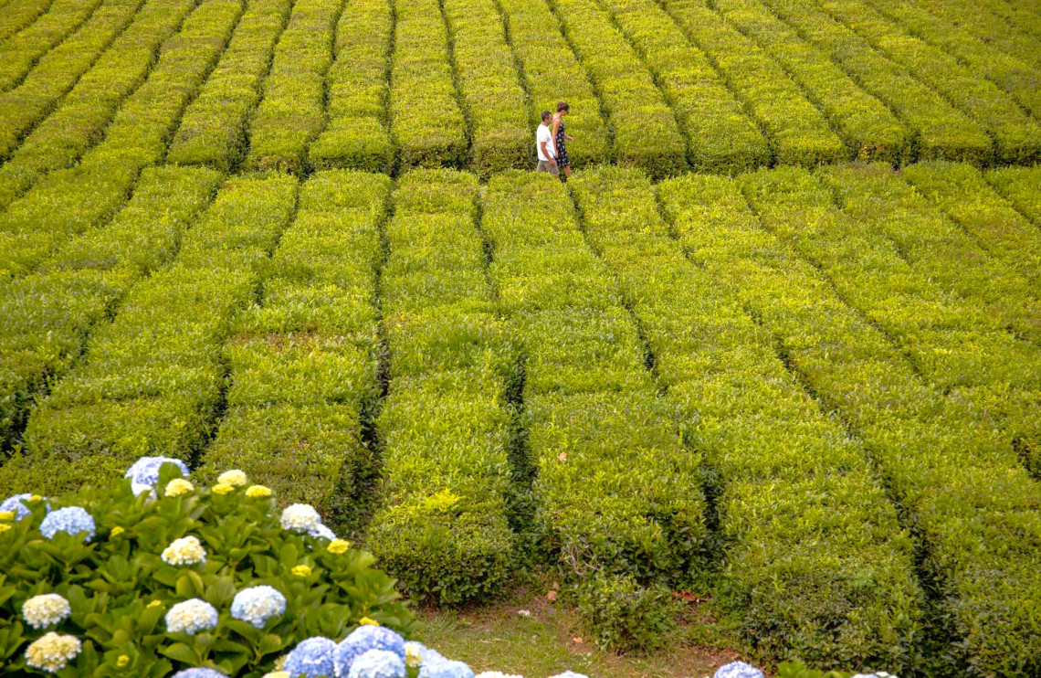 Gorreanas Teeplantage auf der Insel São Miguel, Azoren tea-plantation-gorreana-porto-formoso-são-miguel-island-azores-islands-archipelago-nature