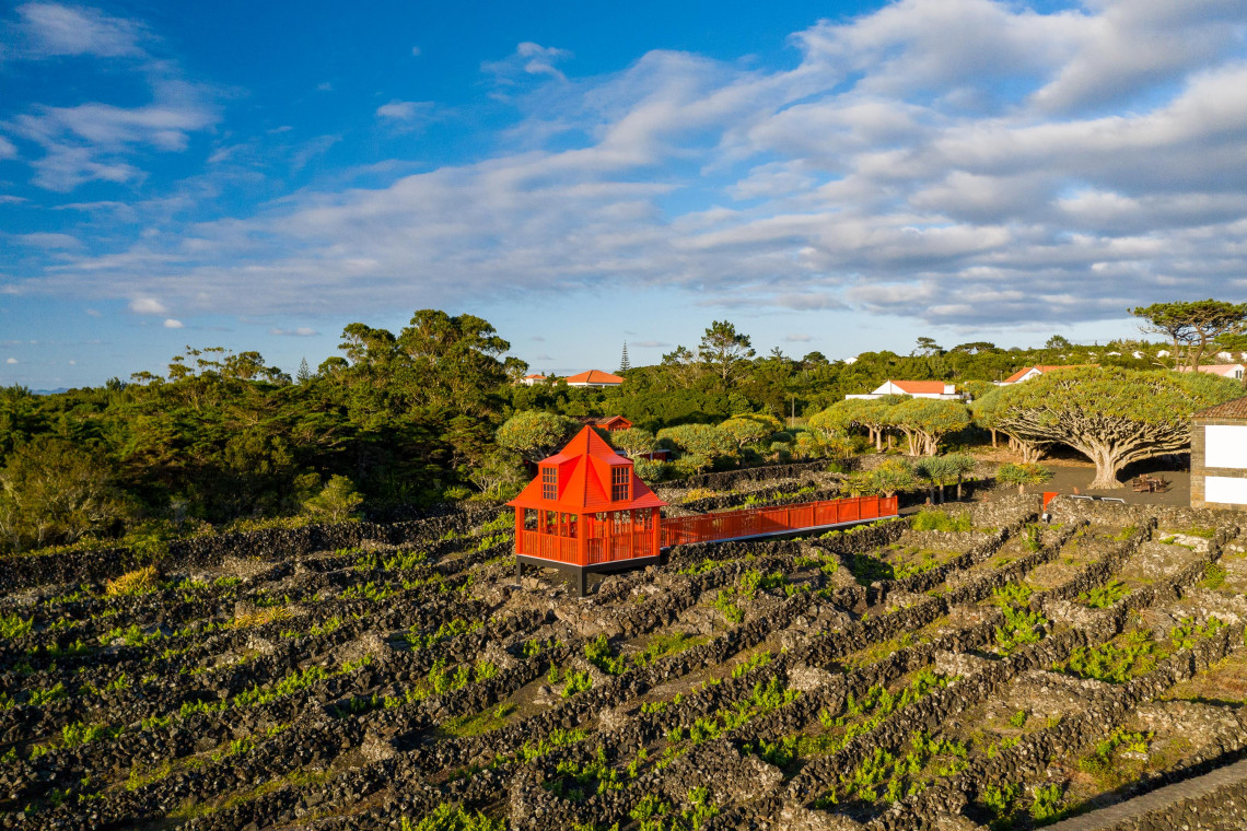 pico island wine tour