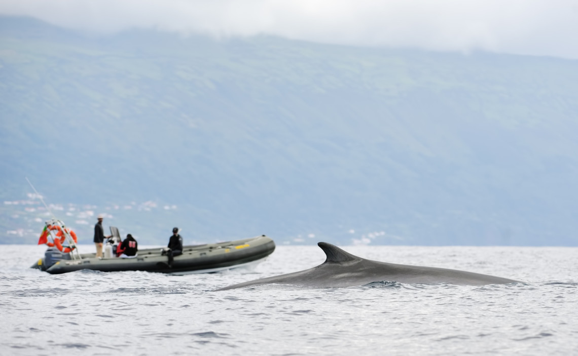 pico island wine tour