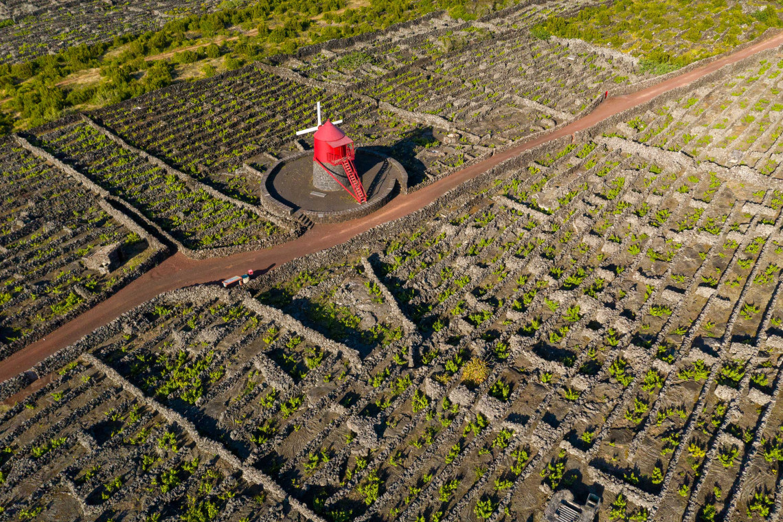 Criação Velha Vineyards in Pico Island, Azores