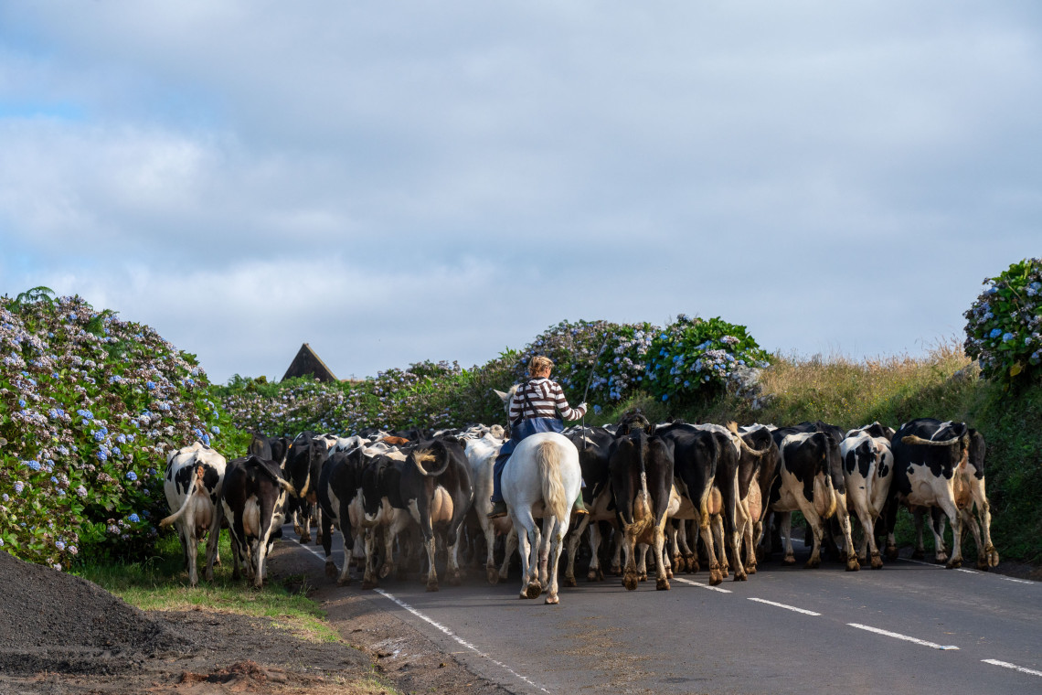 Dairy Cows in São Jorge Island, Azores são-jorge-island-cows-dairy-grazing-azores-islands-archipelago-nature