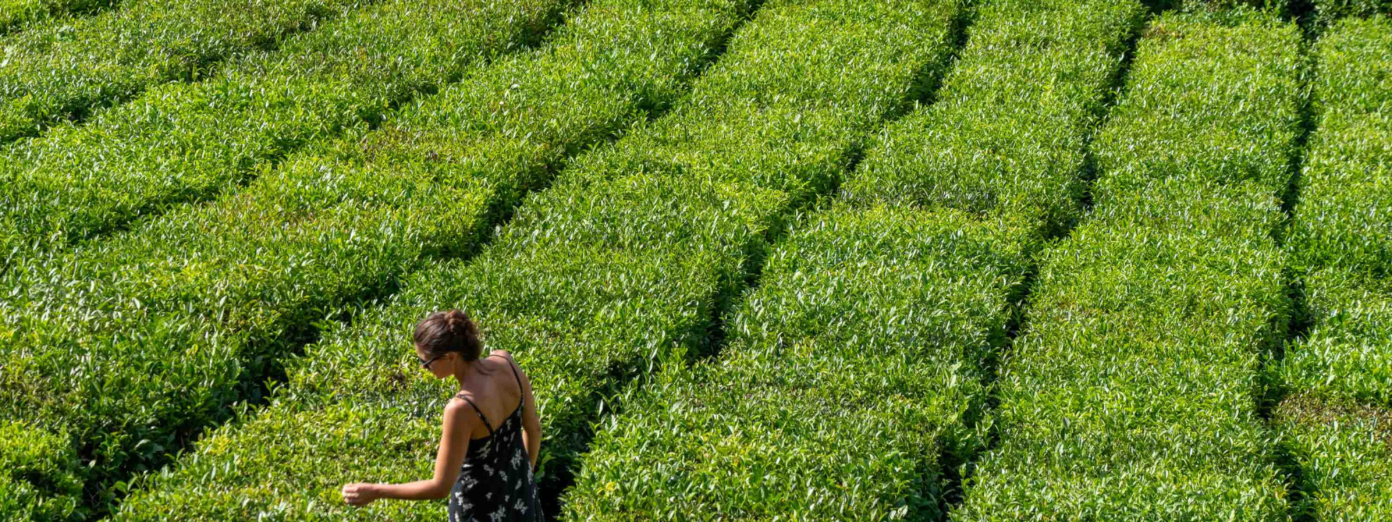 Porto Formoso Tea Plantation, São Miguel Island Woman walking through the green rows of tea plants at Porto Formoso Tea Plantation in São Miguel Island, Azores, on a sunny day.
