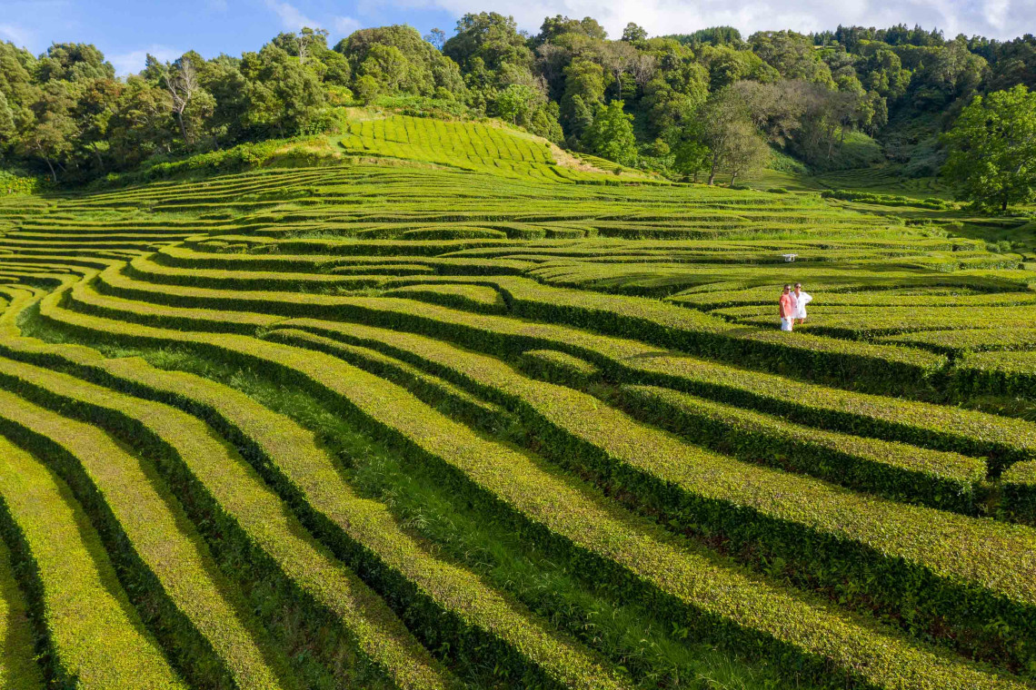 Green tea fields at Gorreana Plantation in São Miguel, Azores, with two people walking between rows of lush, terraced tea plants.