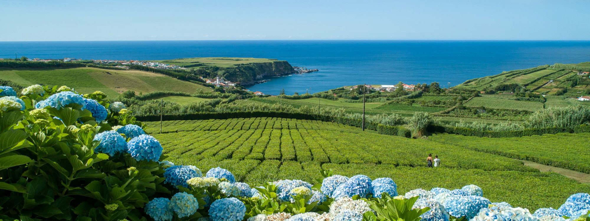 Porto Formoso Tea Plantation Overlooking the Coast in São Miguel Island View of Porto Formoso Tea Plantation with hydrangeas and the Atlantic Ocean in São Miguel, Azores