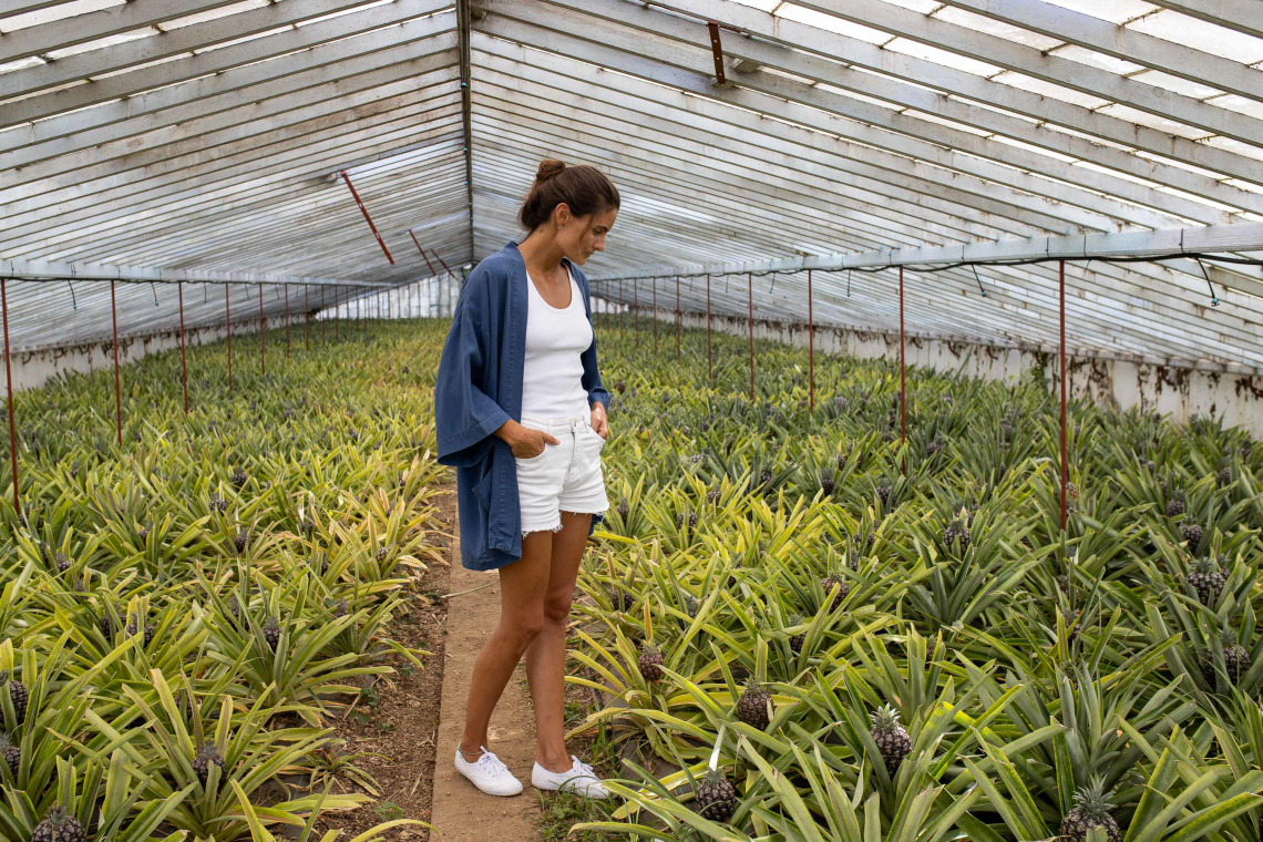 Did you know São Miguel is the only place in the world where pineapples are grown in greenhouse