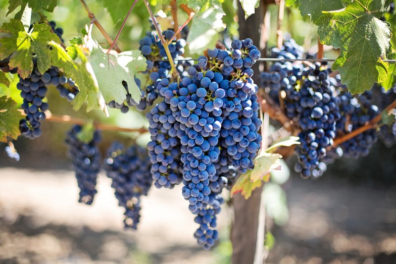 Vineyards in São Miguel Island