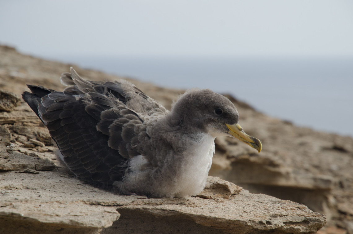 Bird Watching in São Miguel Island, Azores