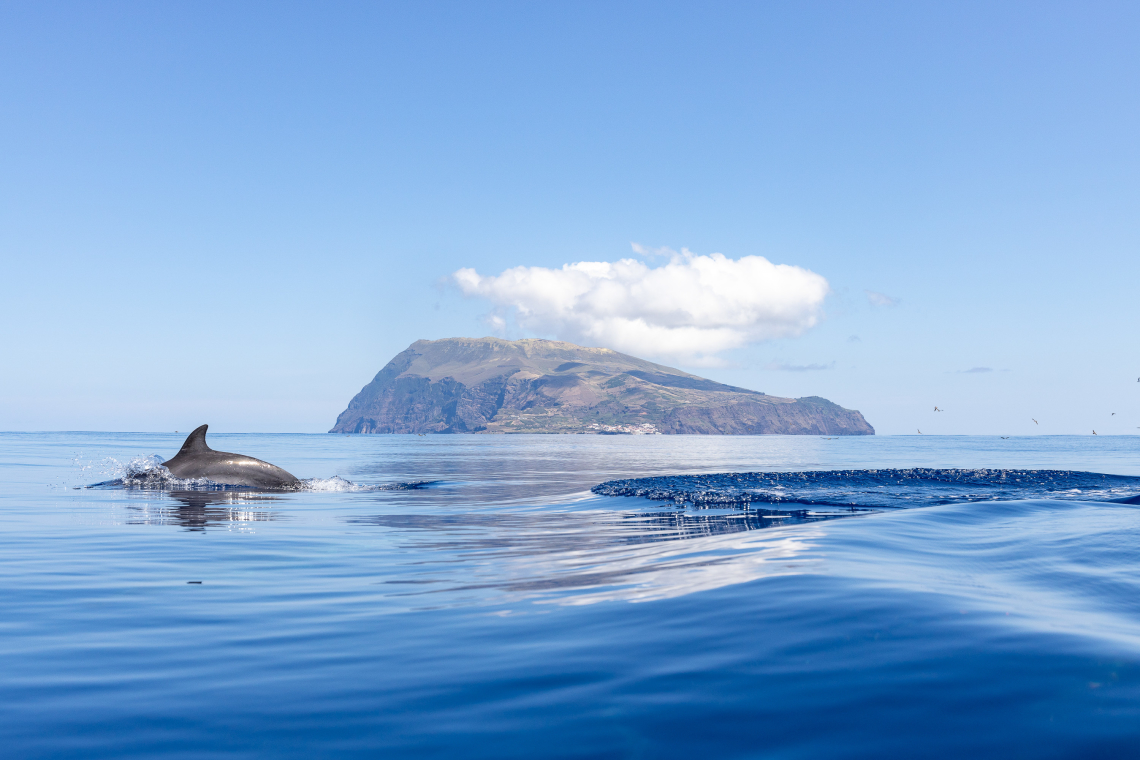 Should You Swim With Dolphins - Blue Wave Adventures Dolphin Cruise