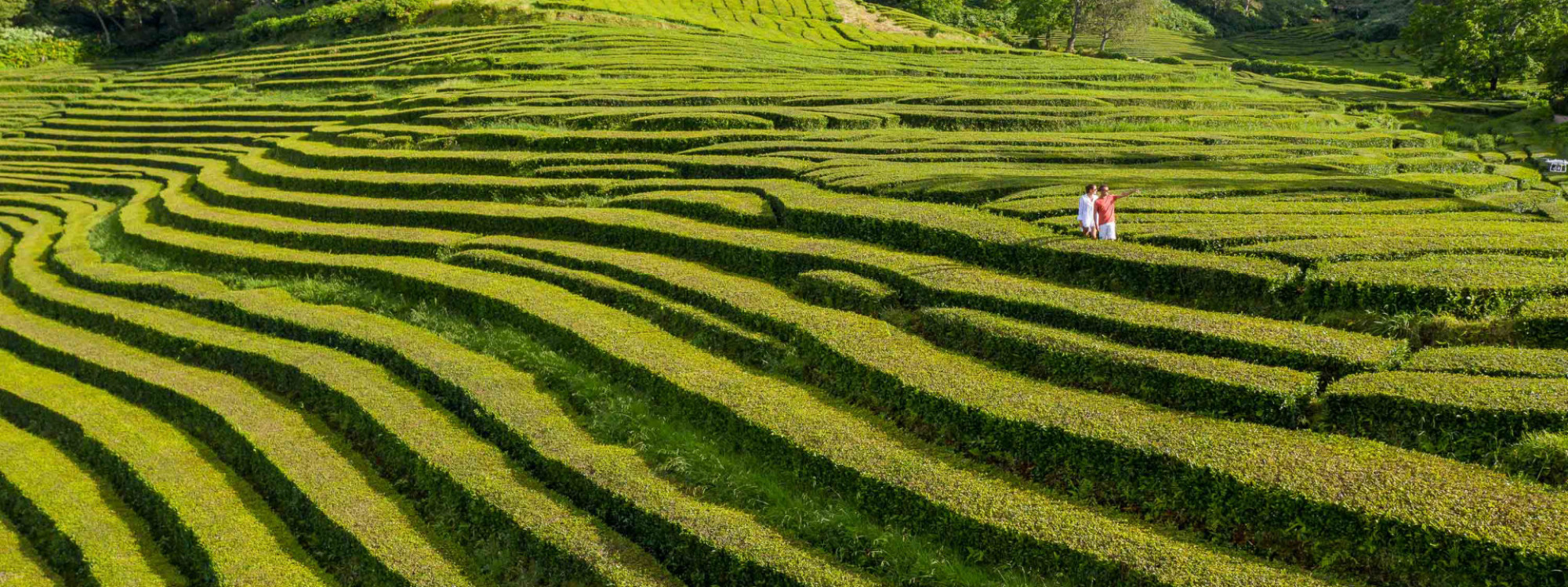 Tourists Walking in Gorreana Tea Plantation in São Miguel Island, Azores, Portugal, Europe